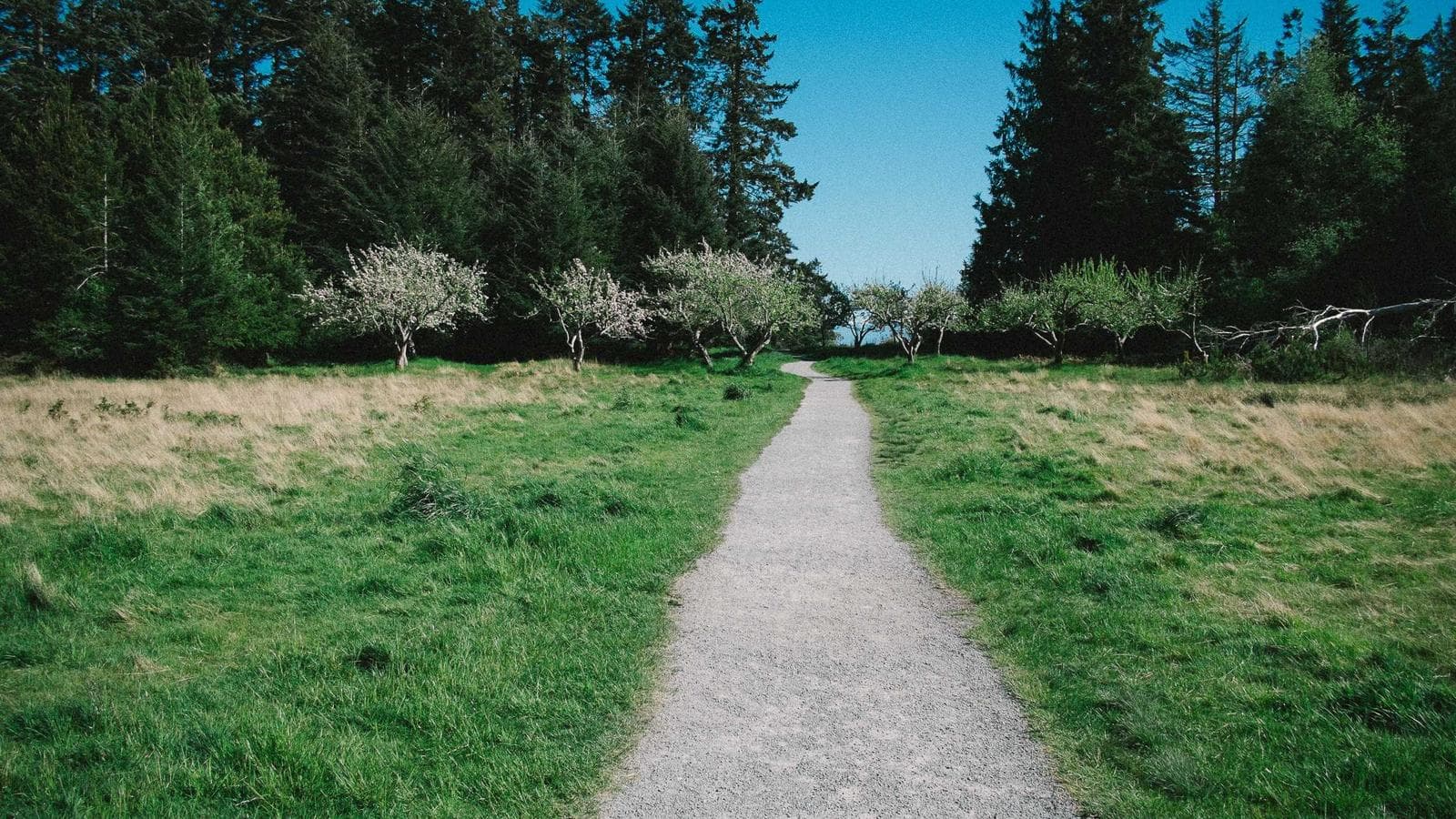 Desert road stretching toward distant hills
